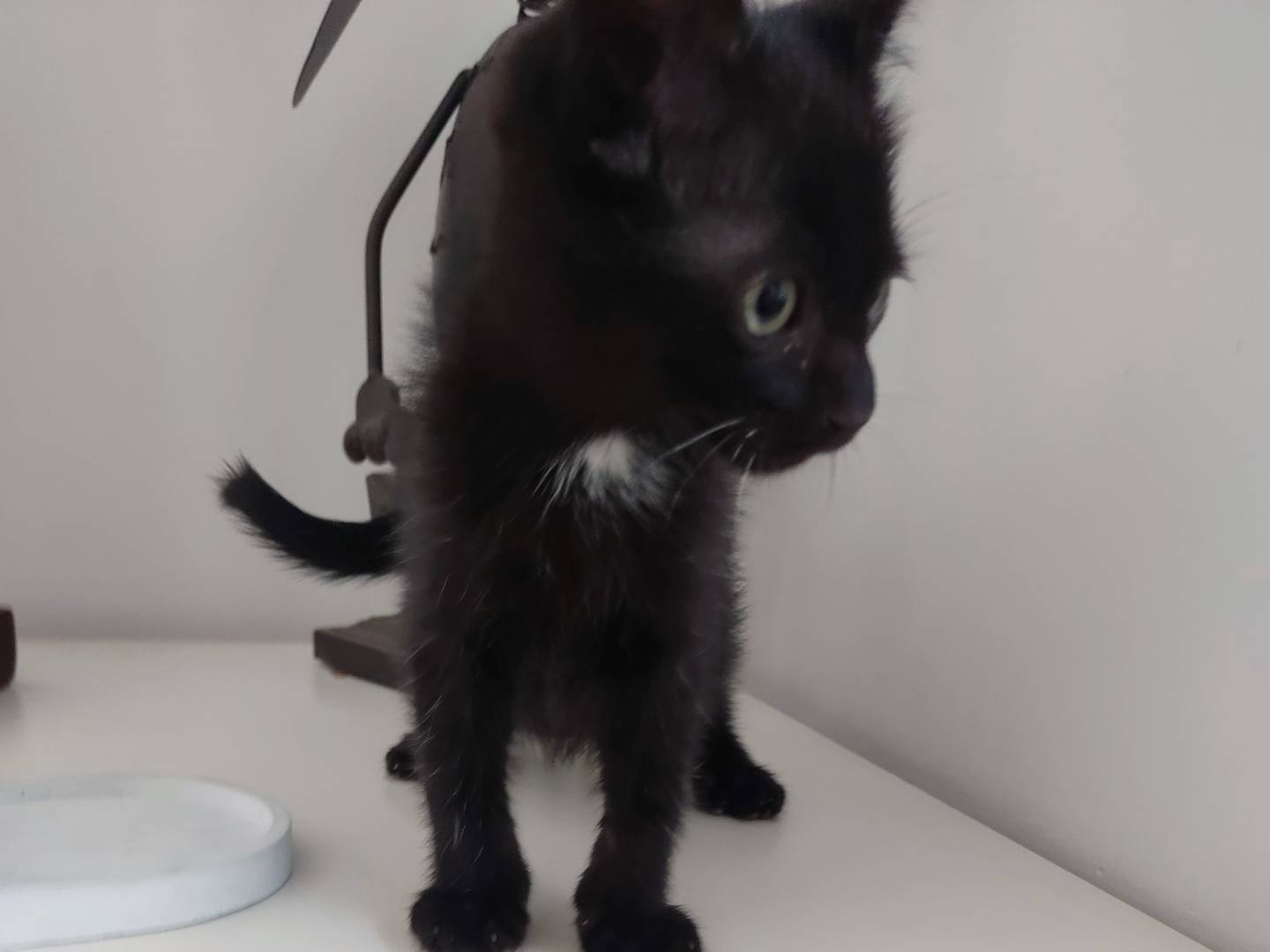 Adotta un gatto, taglia non valida, maschio, Milano