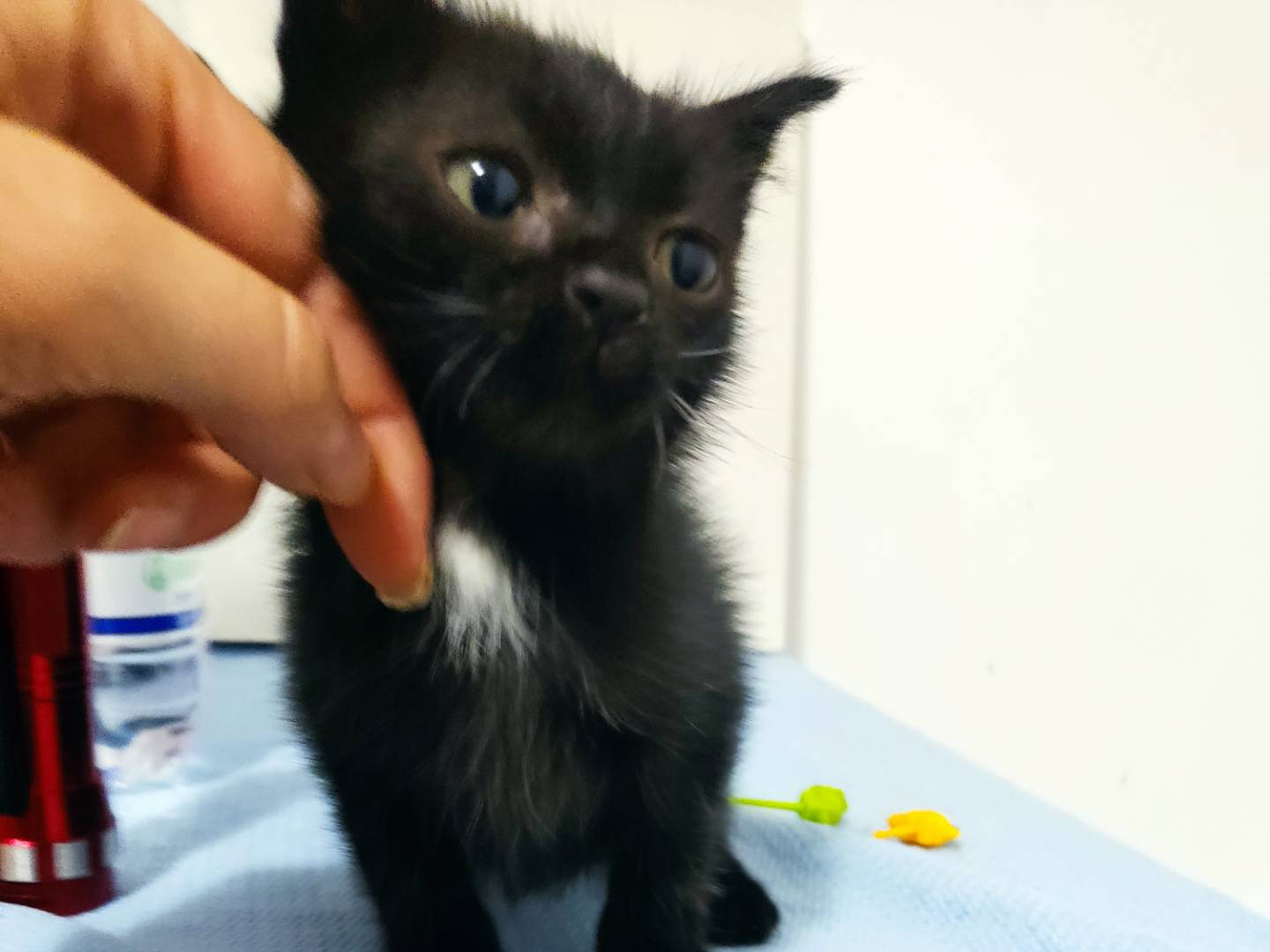 Vuoi adottare un gatto a Milano?