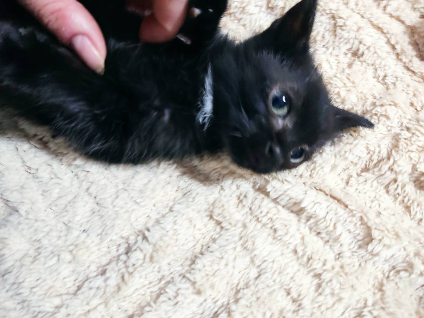 Adotta il gatto Thyo a Milano