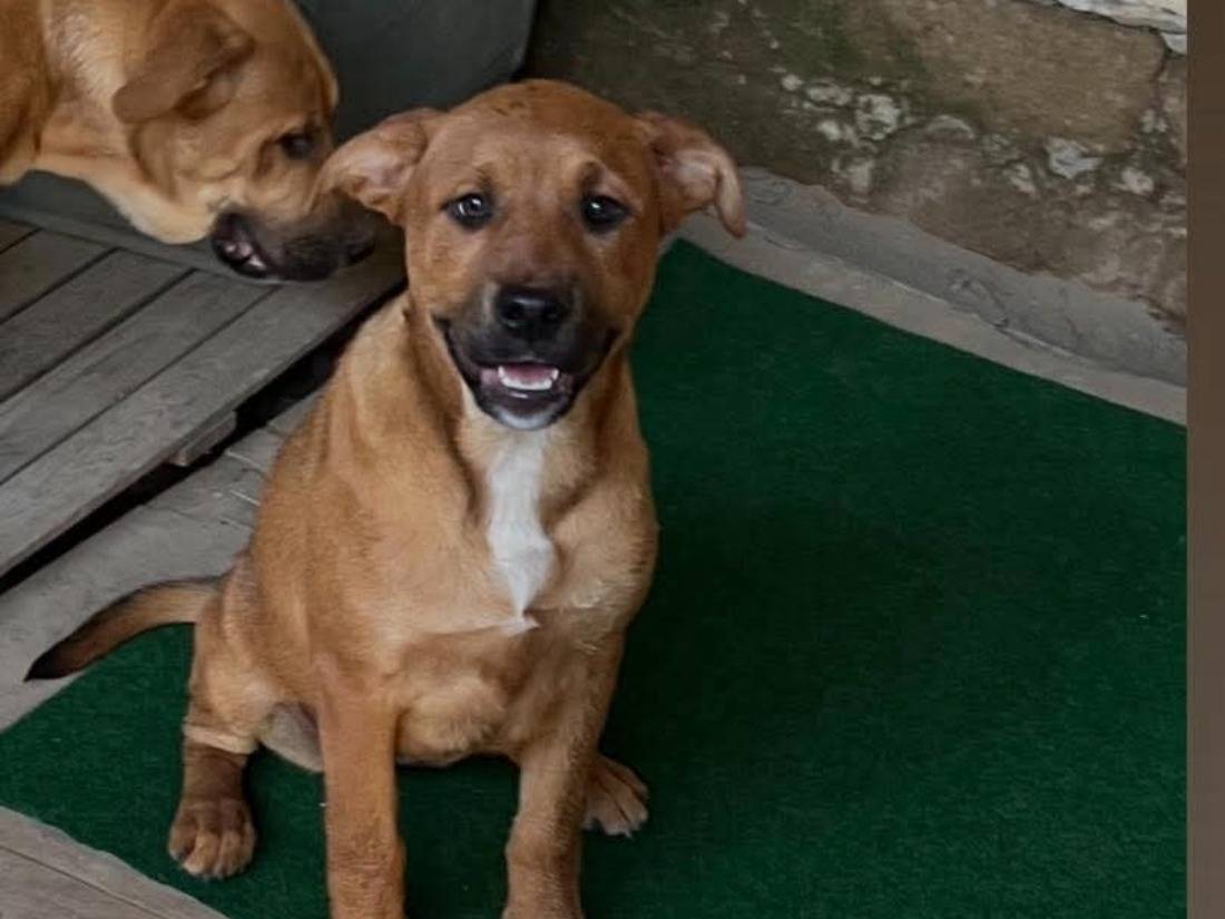 Adozione cane, femmina, Pitbull Razza sconosciuta, 5 mesi, taglia media, Caserta