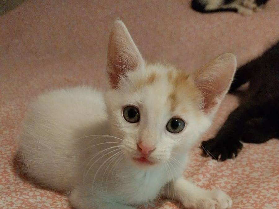 Adozione gatto, maschio, Razza sconosciuta Razza sconosciuta, 2 mesi, taglia non valida, Viterbo