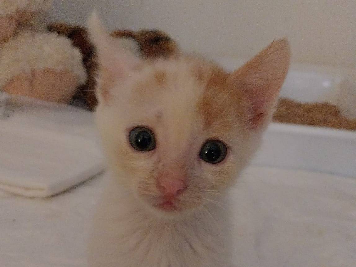 Adotta un gatto, maschio, 2 mesi, Viterbo