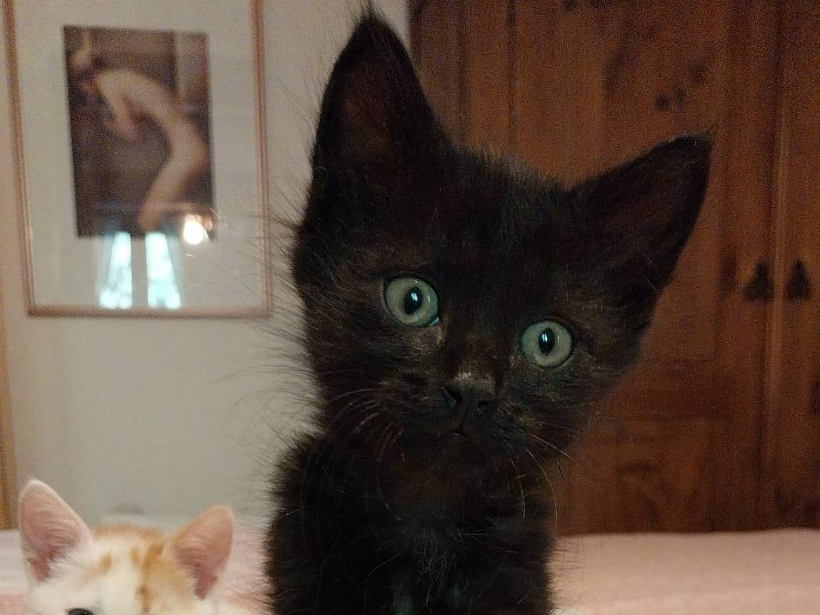Adozione gatto, maschio, Razza sconosciuta Razza sconosciuta, 2 mesi, taglia non valida, Viterbo