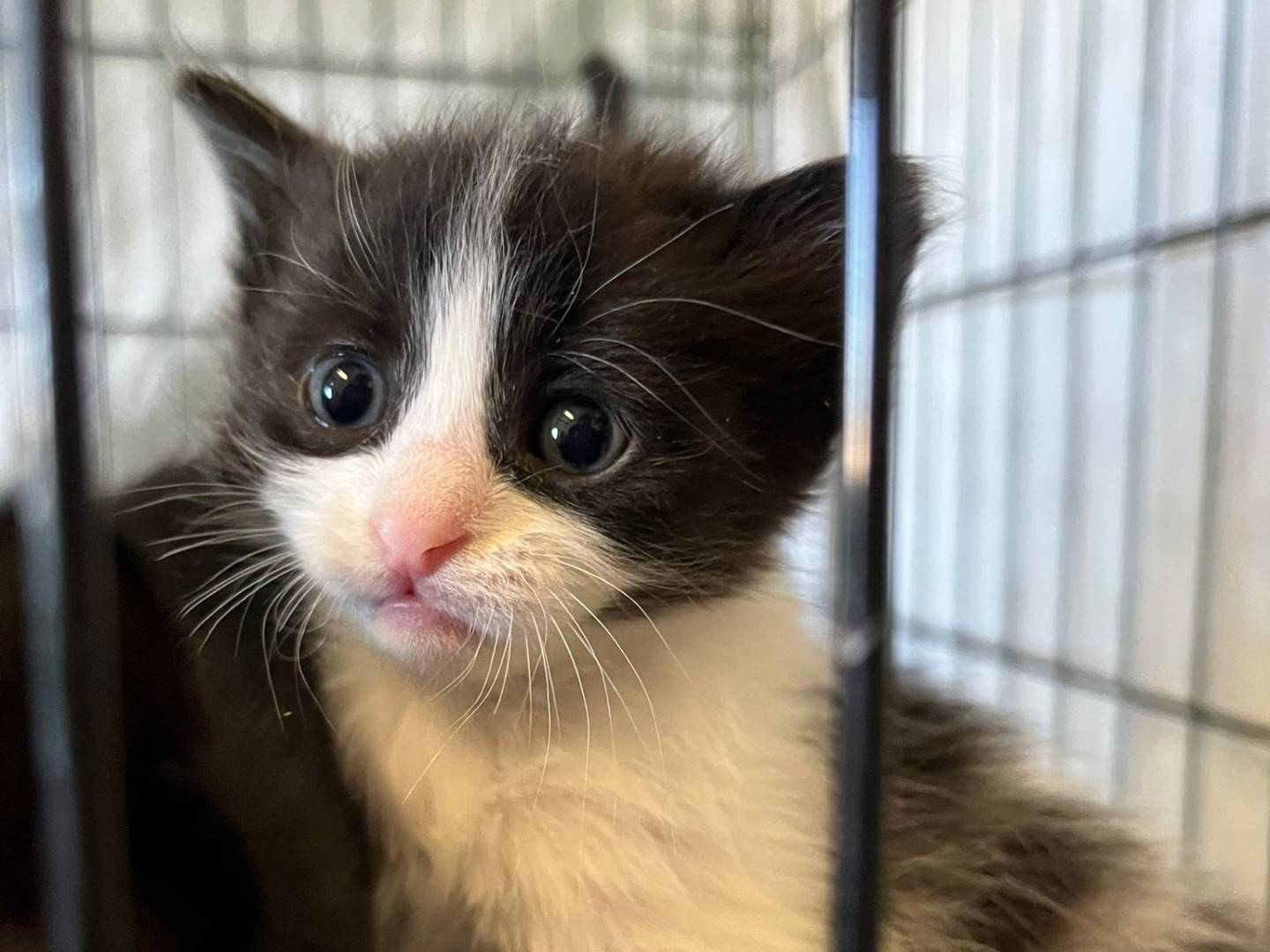 Adotta un gatto, femmina, 3 mesi, Brescia