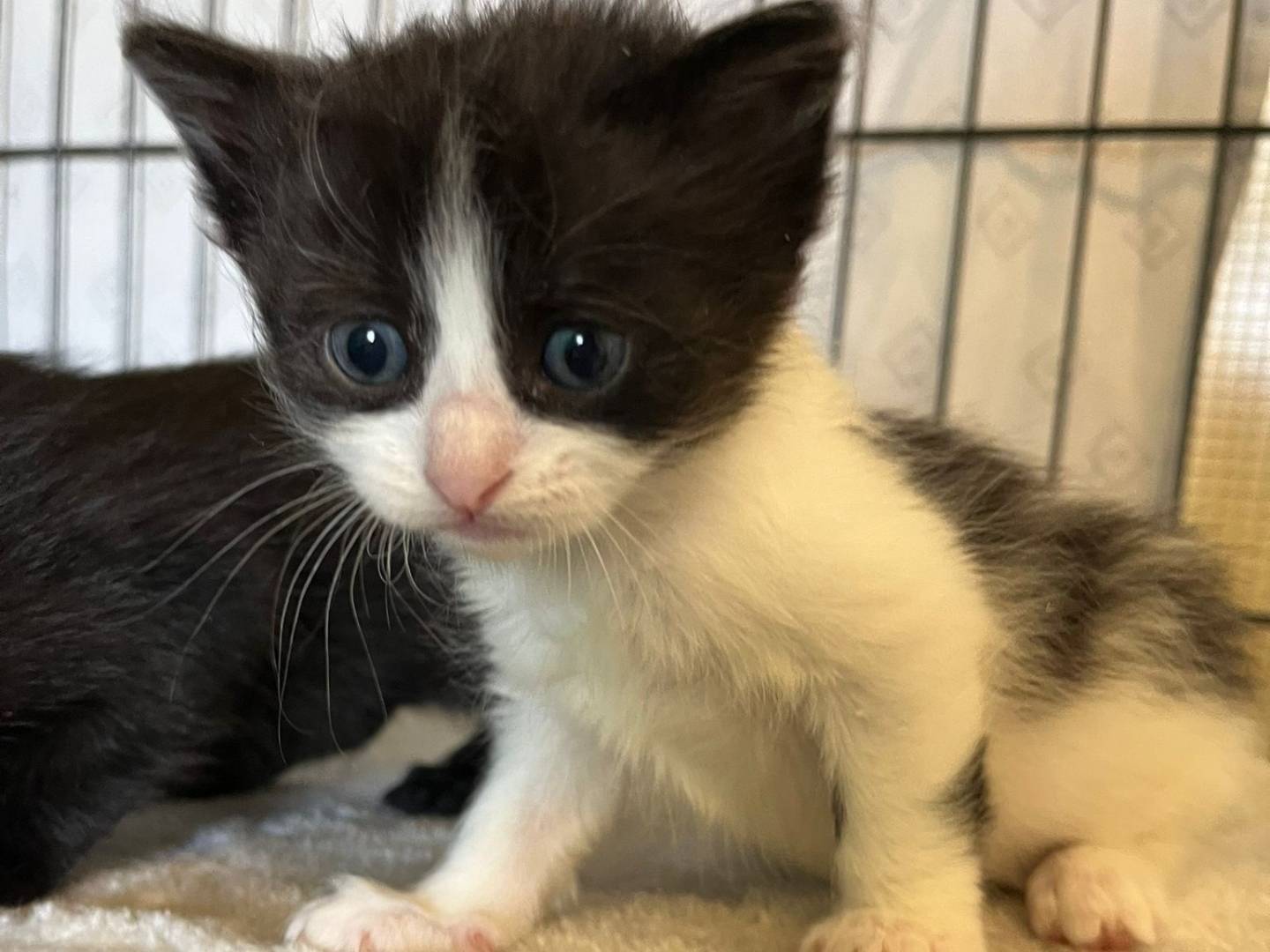 Vuoi adottare un gatto a Brescia?
