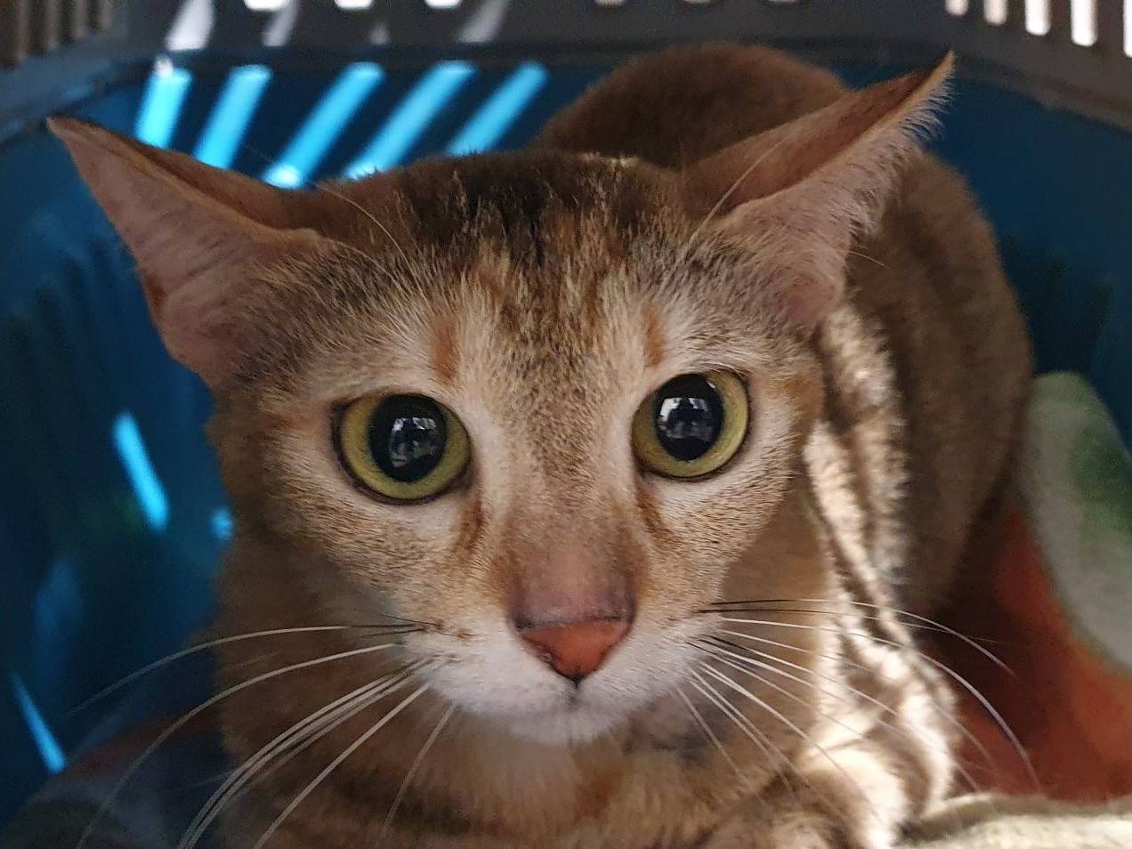 Adotta un gatto, taglia non valida, femmina, Brescia