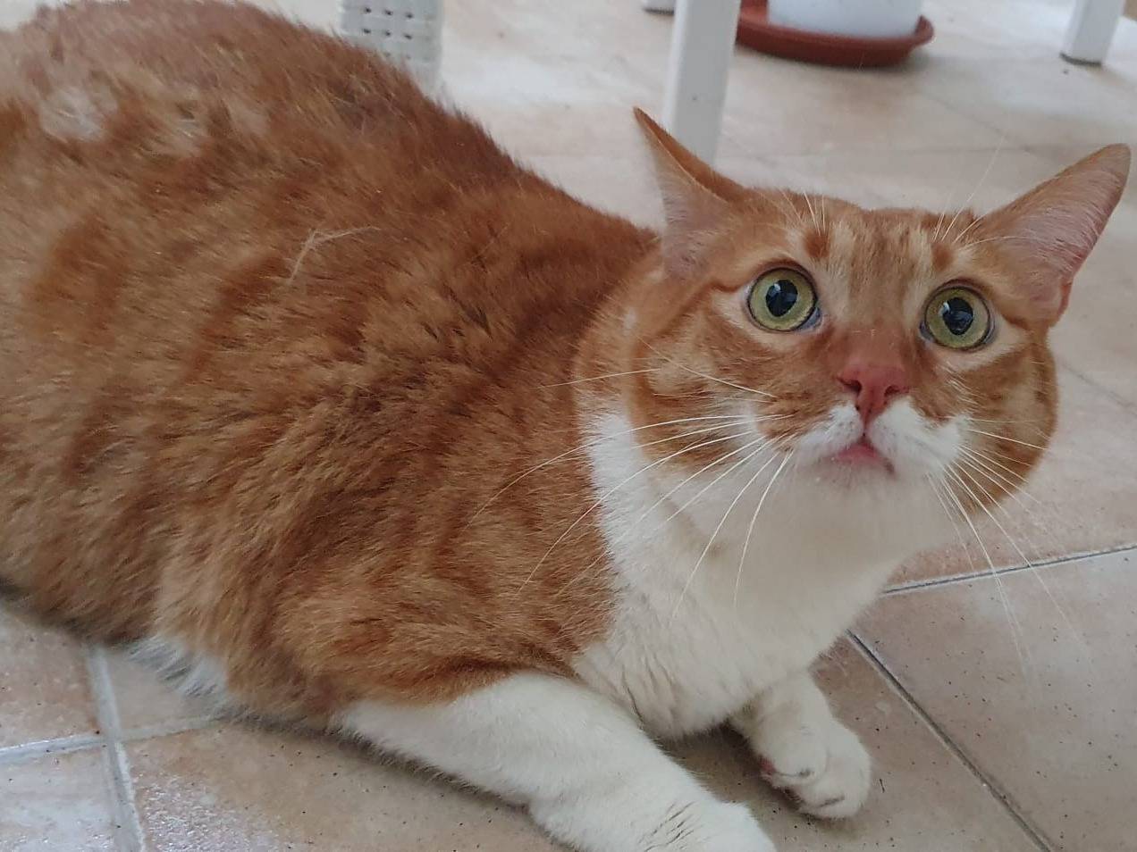 Vuoi adottare un gatto a Brescia?