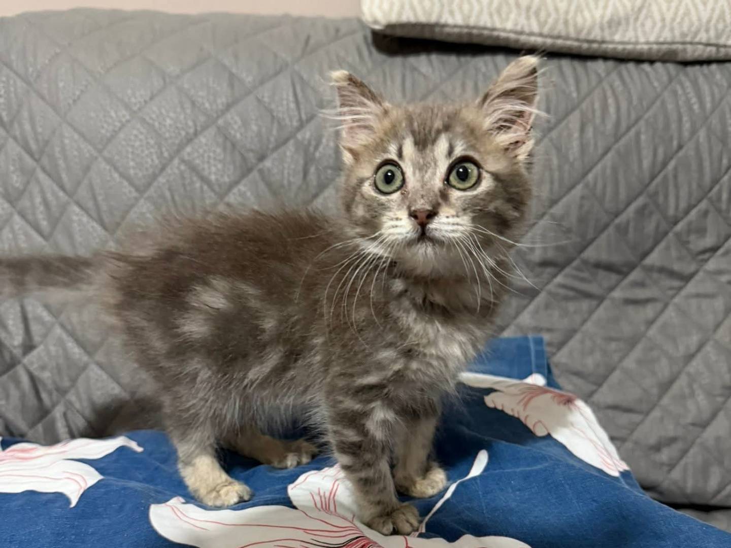 Adozione gatto, femmina, Razza sconosciuta Razza sconosciuta, 2 mesi, taglia non valida, Latina