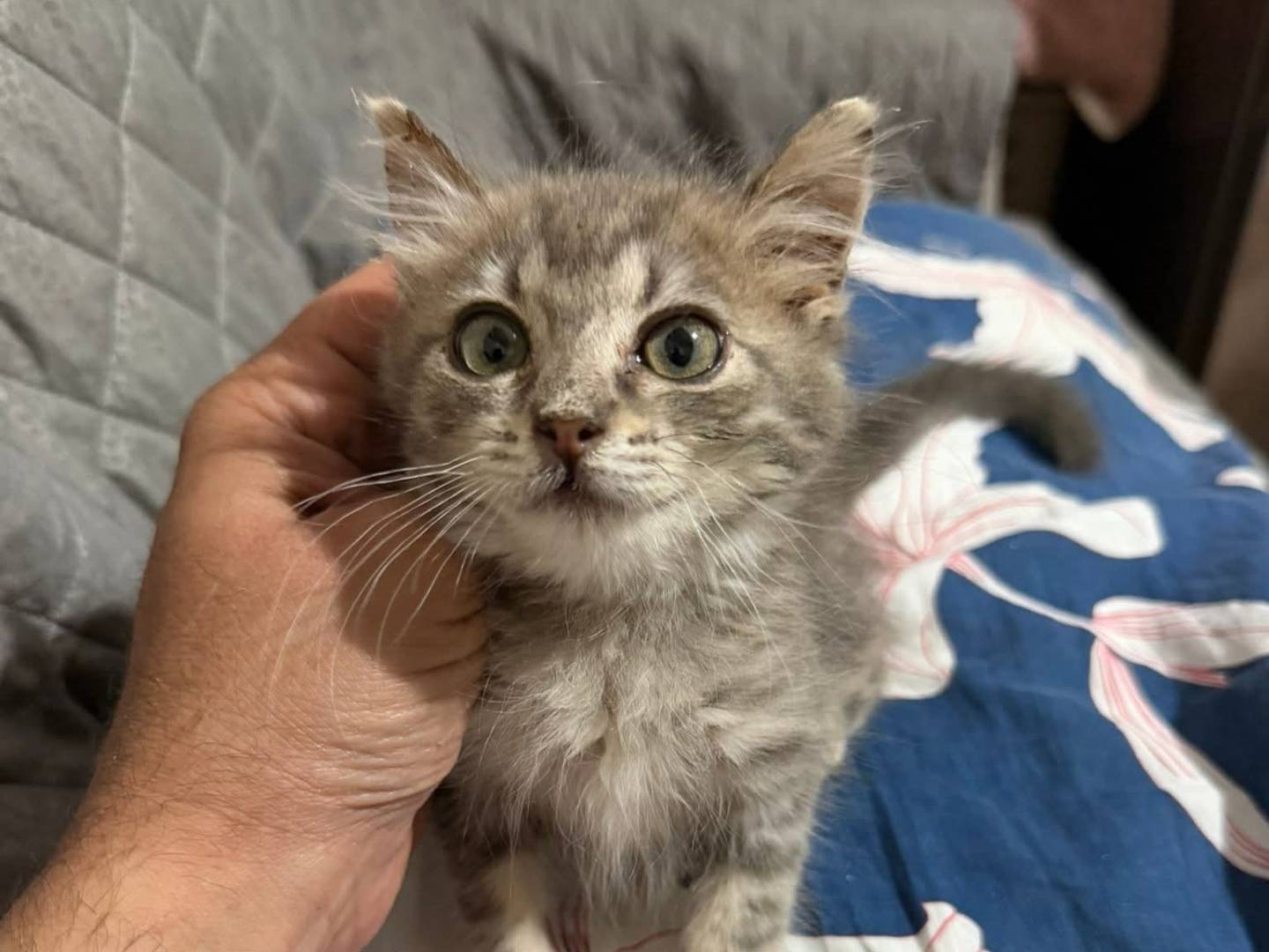 Adotta un gatto, femmina, 2 mesi, Latina