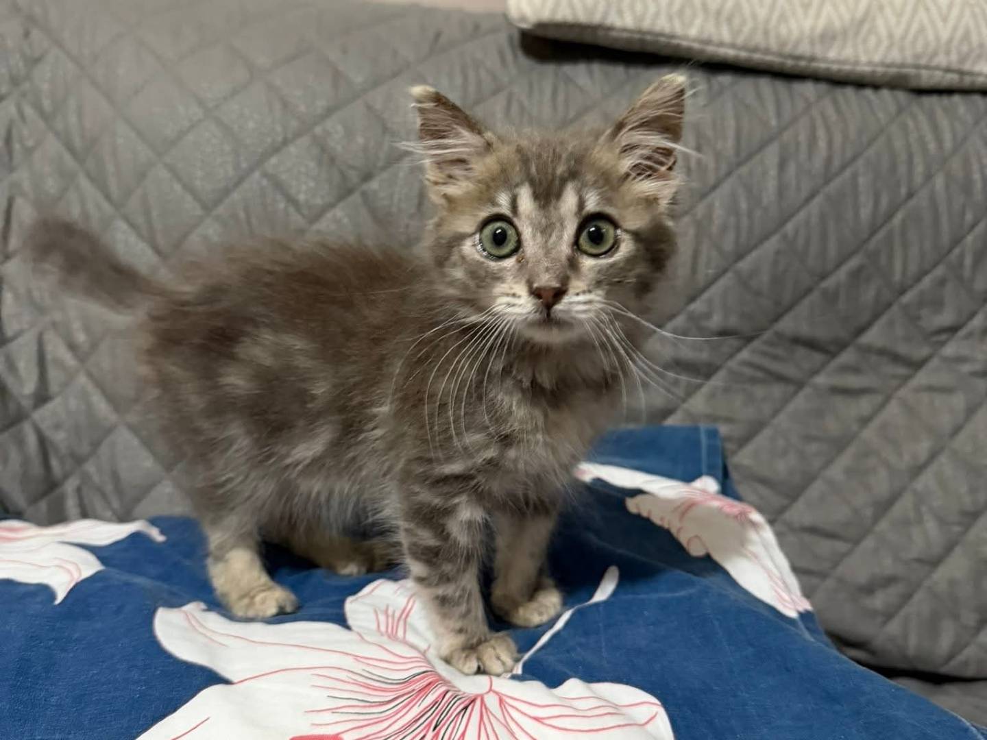 Adotta un gatto, taglia non valida, femmina, Latina