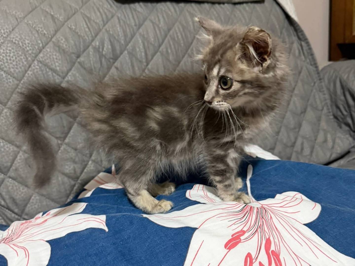 Vuoi adottare un gatto a Latina?