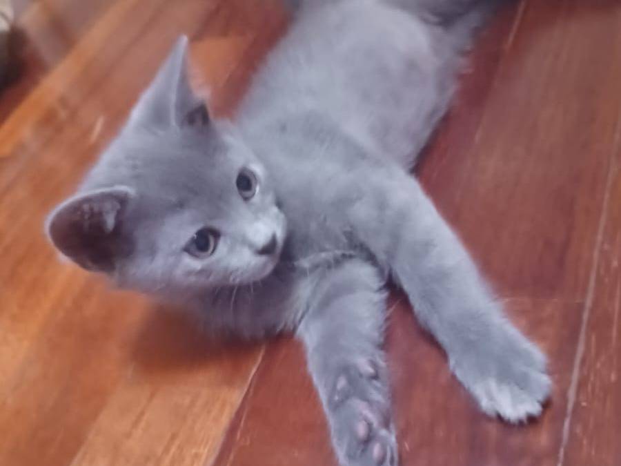 Adozione gatto, femmina, Razza sconosciuta Razza sconosciuta, 2 mesi, taglia non valida, Milano