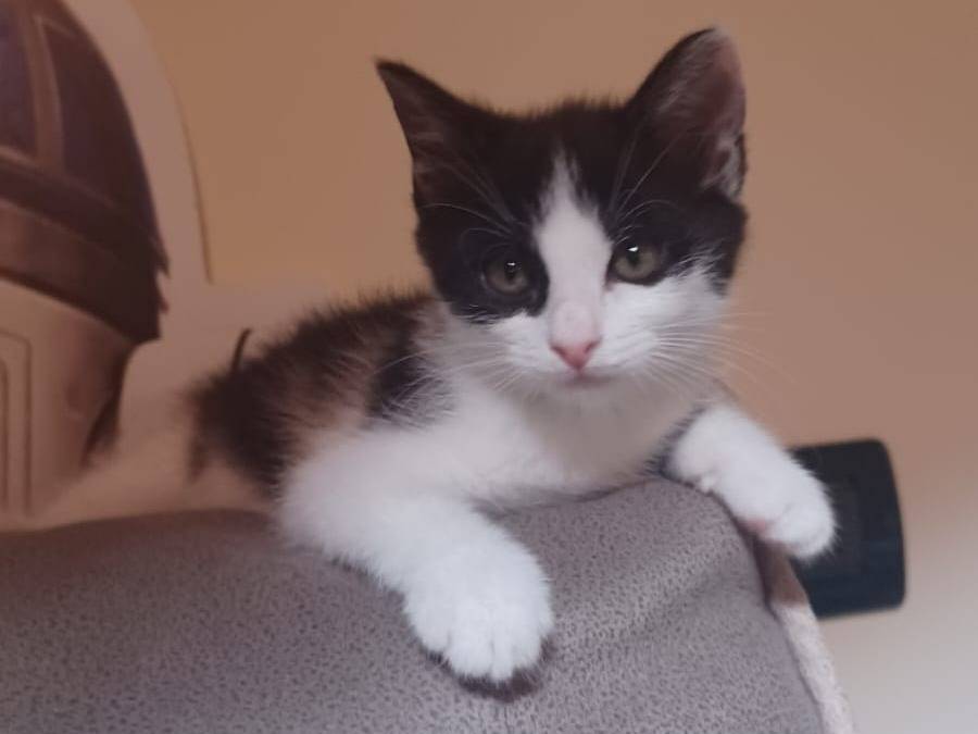 Adotta un gatto, taglia non valida, femmina, Milano