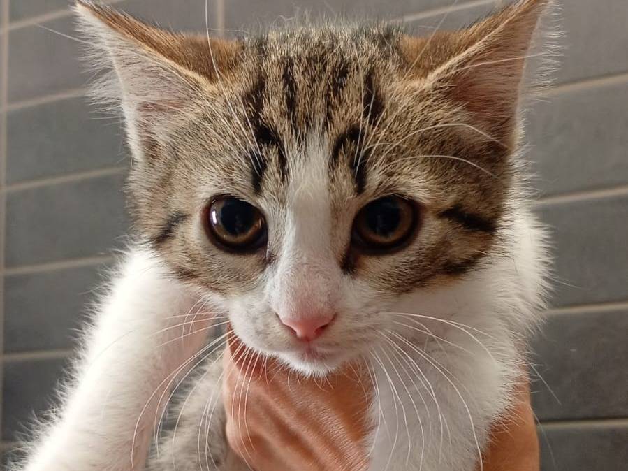 Adozione gatto, femmina, Razza sconosciuta Razza sconosciuta, 3 mesi, taglia non valida, Teramo