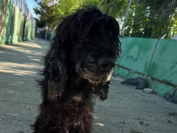 Adozione cane, maschio, Cocker Spaniel Razza sconosciuta, 8 anni e 5 mesi, taglia media contenuta, Matera