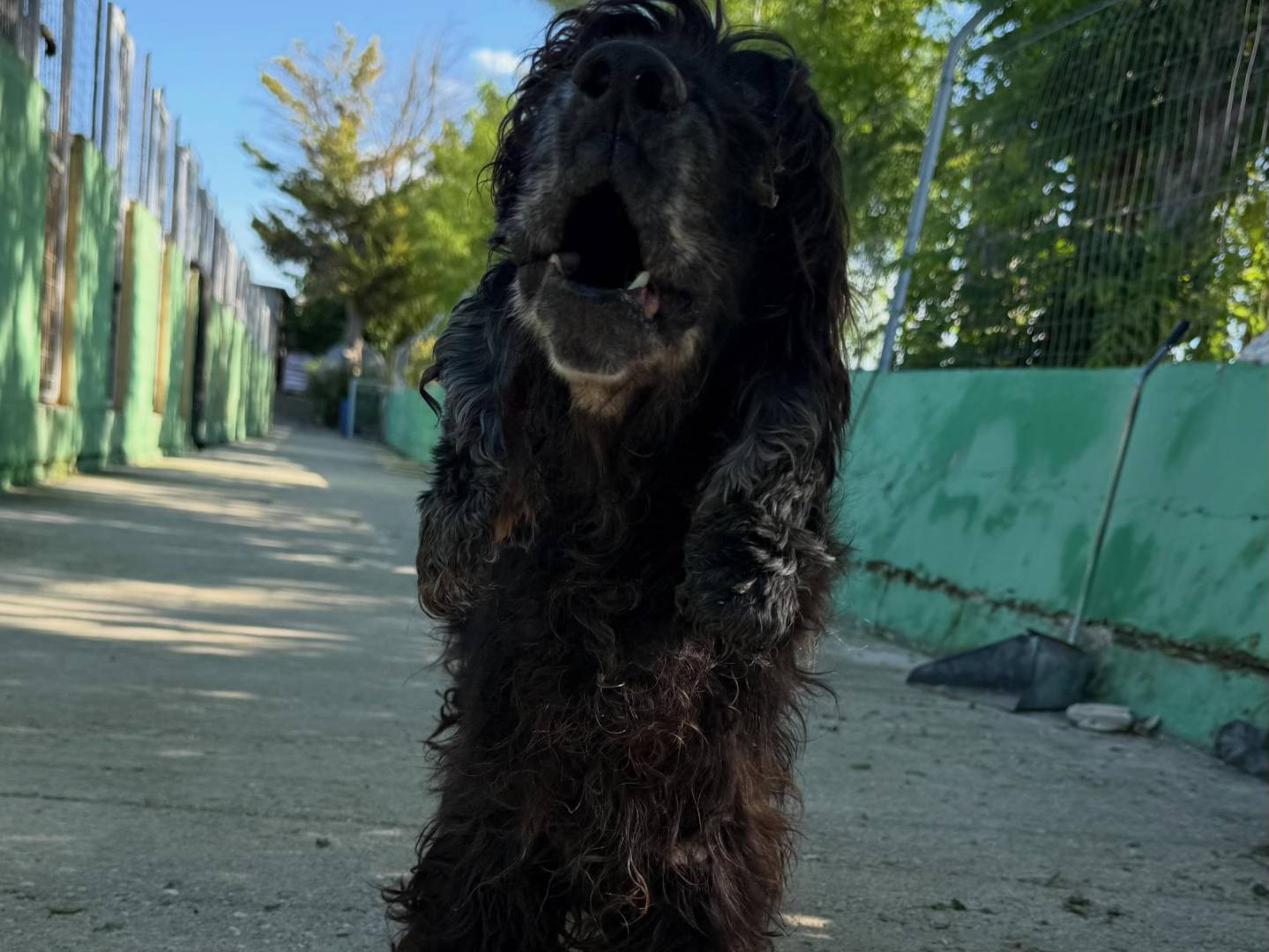 Adotta un cane, maschio, 8 anni e 5 mesi, Matera