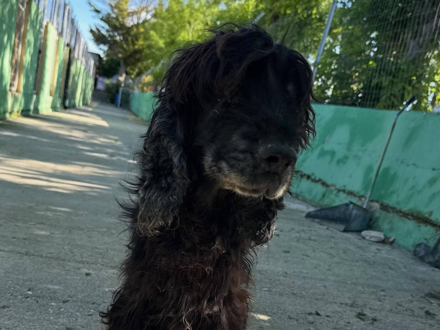 Adotta un cane, taglia media contenuta, maschio, Matera