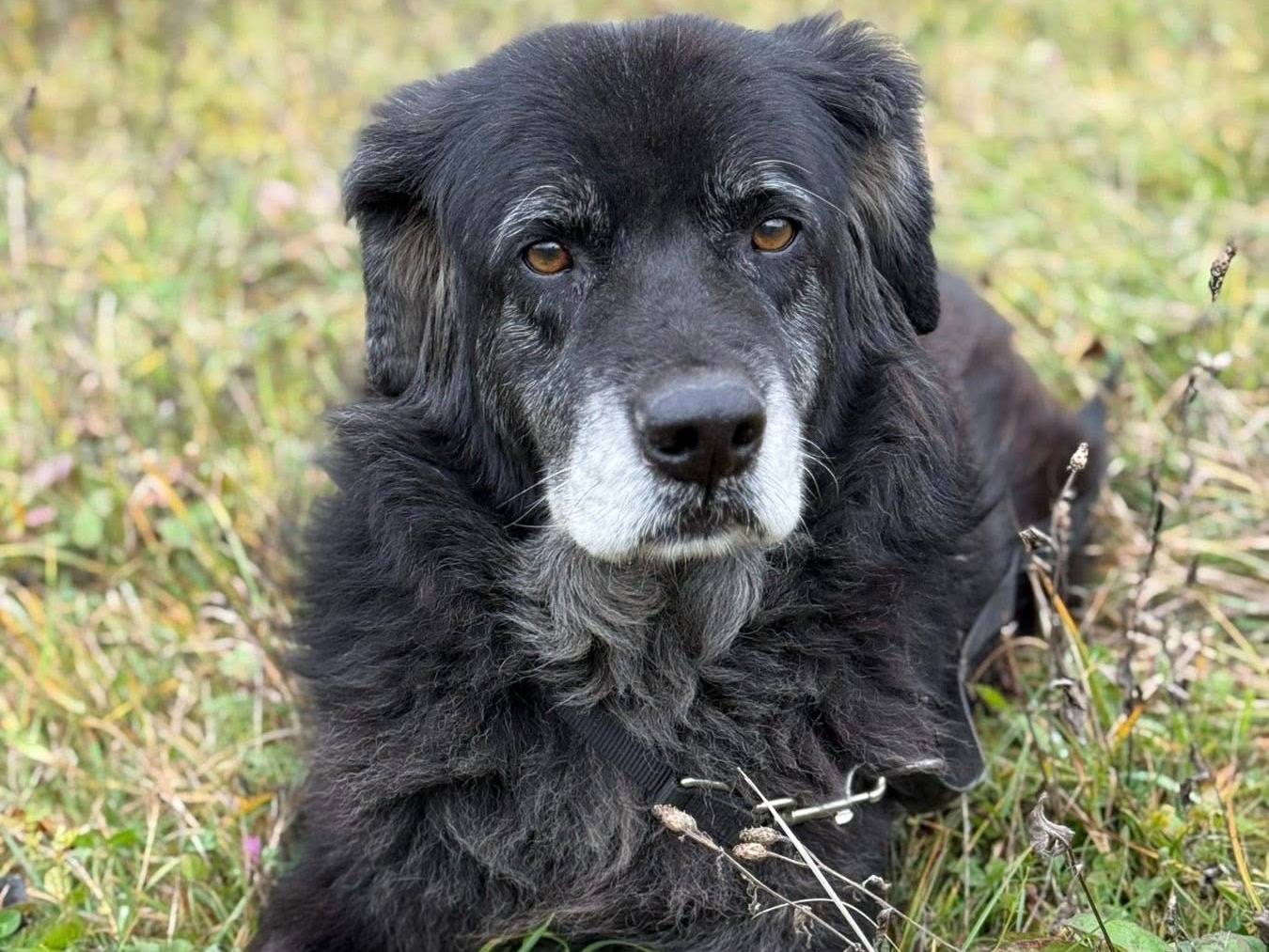 Adotta un cane, taglia grande, maschio, Firenze