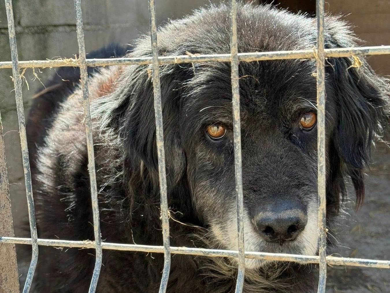 Vuoi adottare un cane a Firenze?