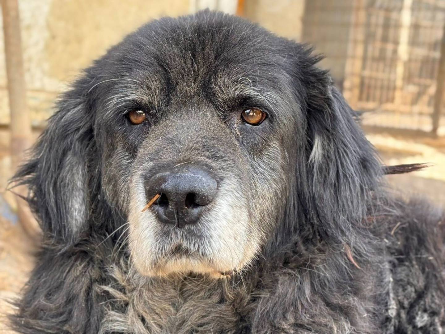 Adotta un cane, maschio, 11 anni e 1 mese, Firenze