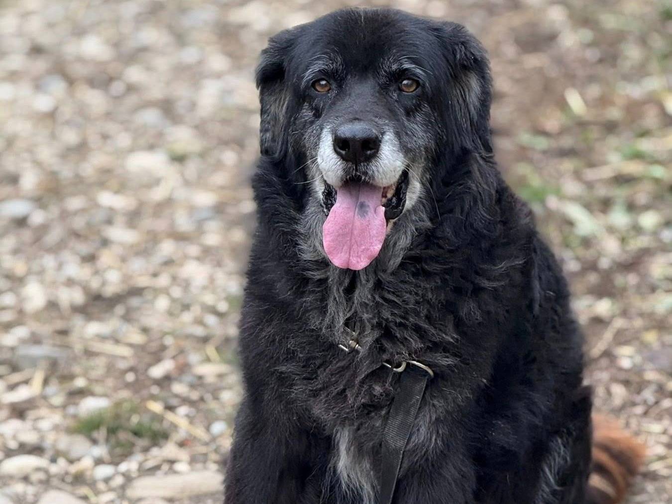 Adotta il cane GIGI a Firenze