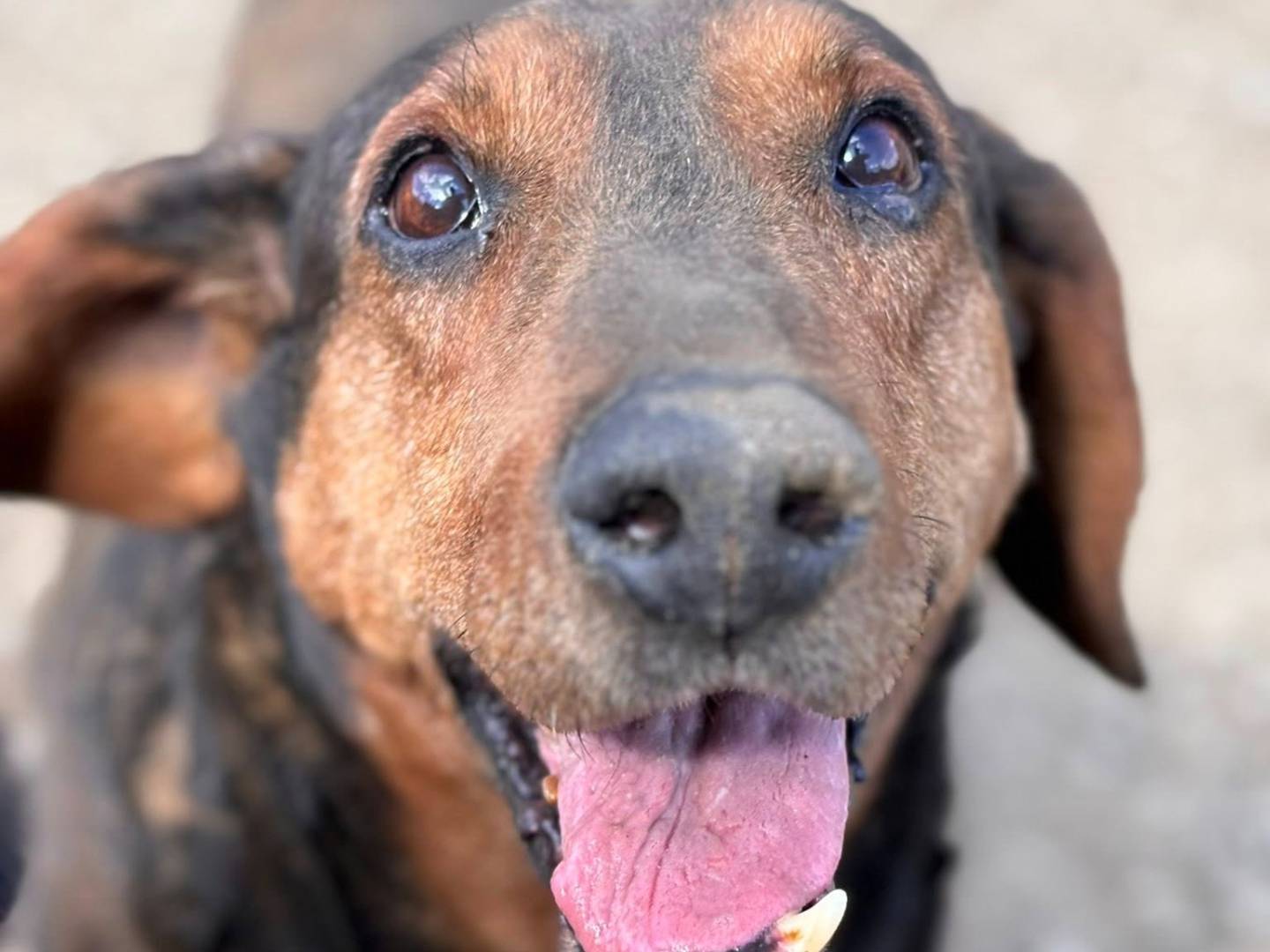 Adozione cane, maschio, Razza sconosciuta Razza sconosciuta, 10 anni e 1 mese, taglia media, Firenze