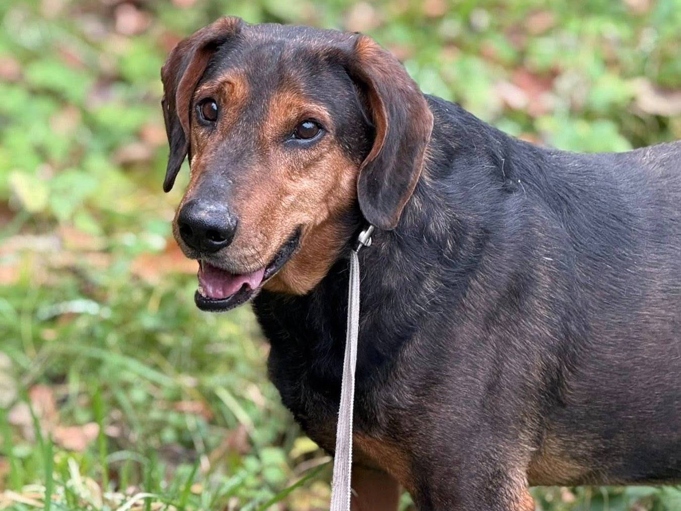 Adotta un cane, taglia media, maschio, Firenze