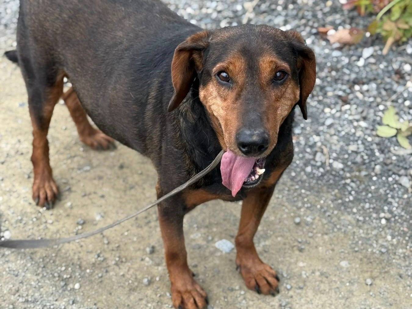 Adotta un cane, maschio, 10 anni e 1 mese, Firenze