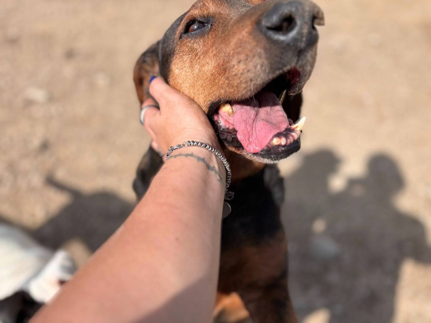 Vuoi adottare un cane a Firenze?