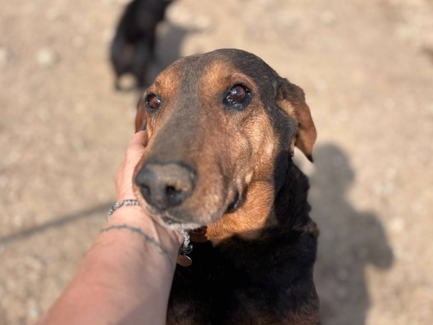 Adotta il cane GRANNY a Firenze