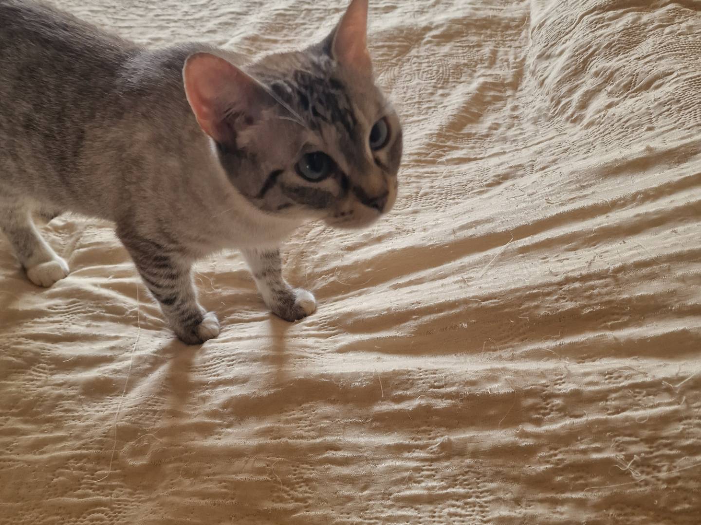 Adozione gatto, femmina, Razza sconosciuta Razza sconosciuta, 4 anni e 2 mesi, taglia non valida, Napoli