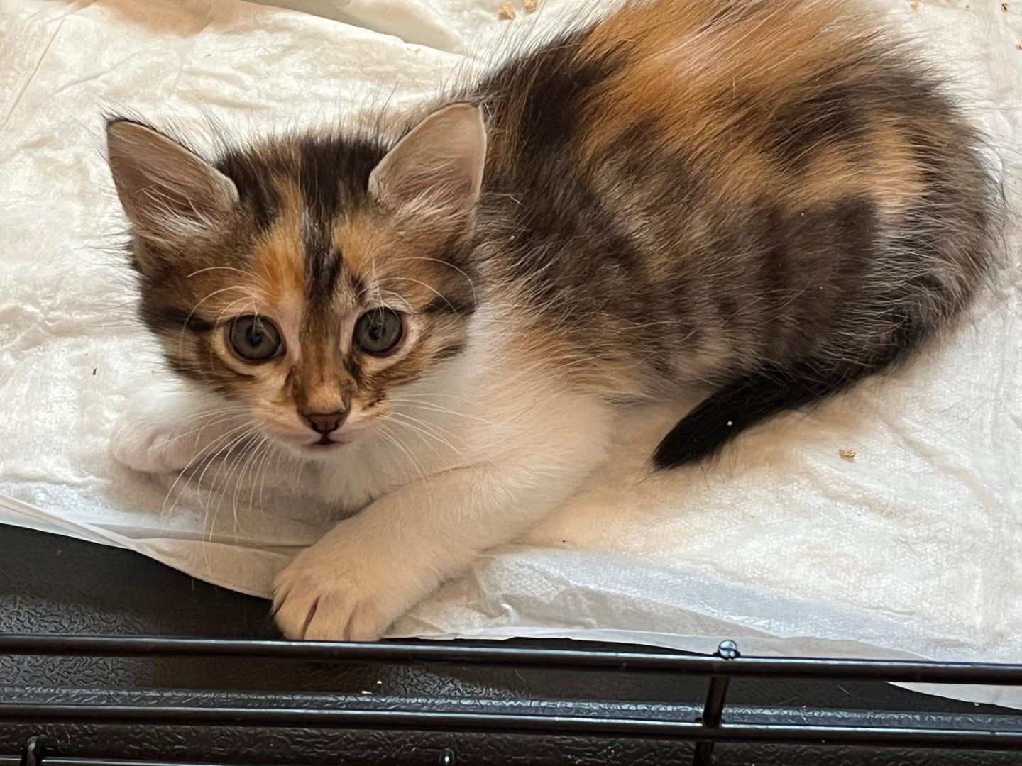 Adotta un gatto, femmina, 2 mesi, Trapani
