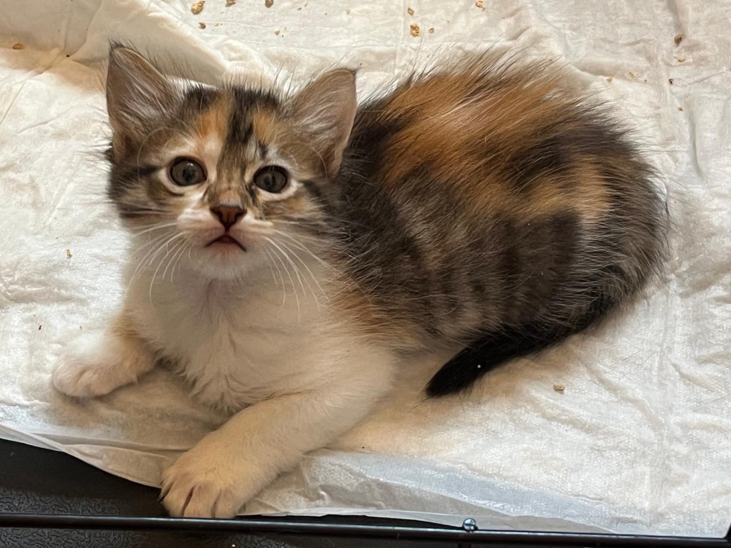Adozione gatto, femmina, Razza sconosciuta Razza sconosciuta, 2 mesi, taglia non valida, Trapani