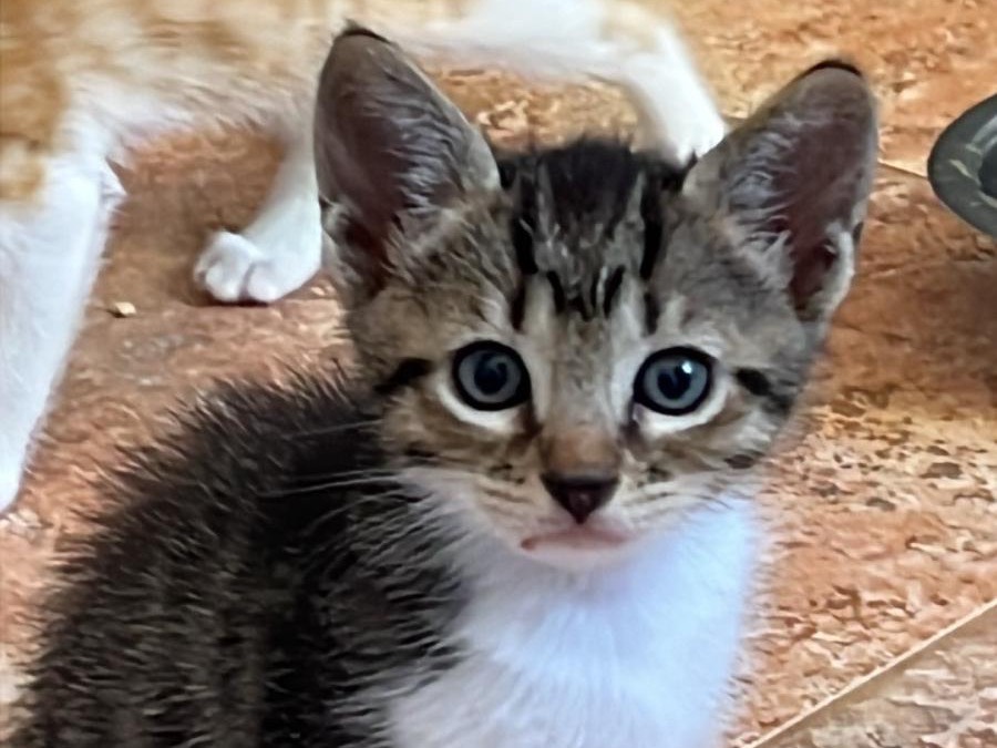 Adotta un gatto, maschio, 1 mesi, Trapani