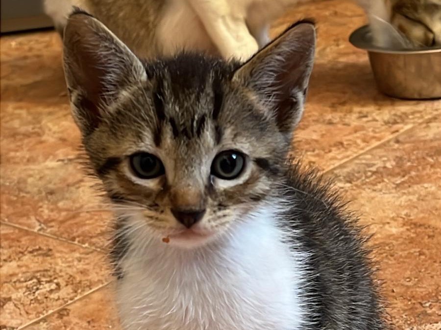 Adozione gatto, maschio, Razza sconosciuta Razza sconosciuta, 1 mesi, taglia non valida, Trapani
