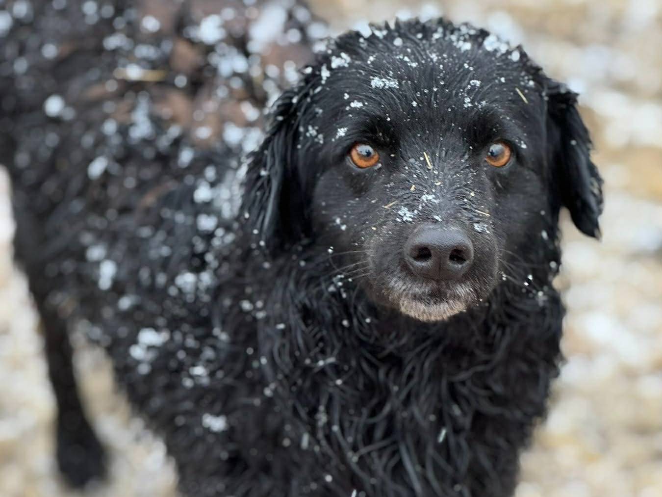 Adotta un cane, taglia media contenuta, maschio, Firenze