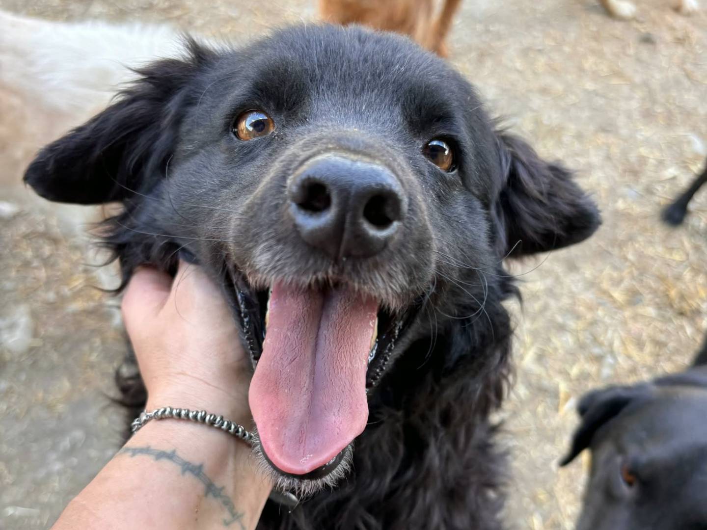 Adotta un cane, maschio, 2 anni e 11 mesi, Firenze