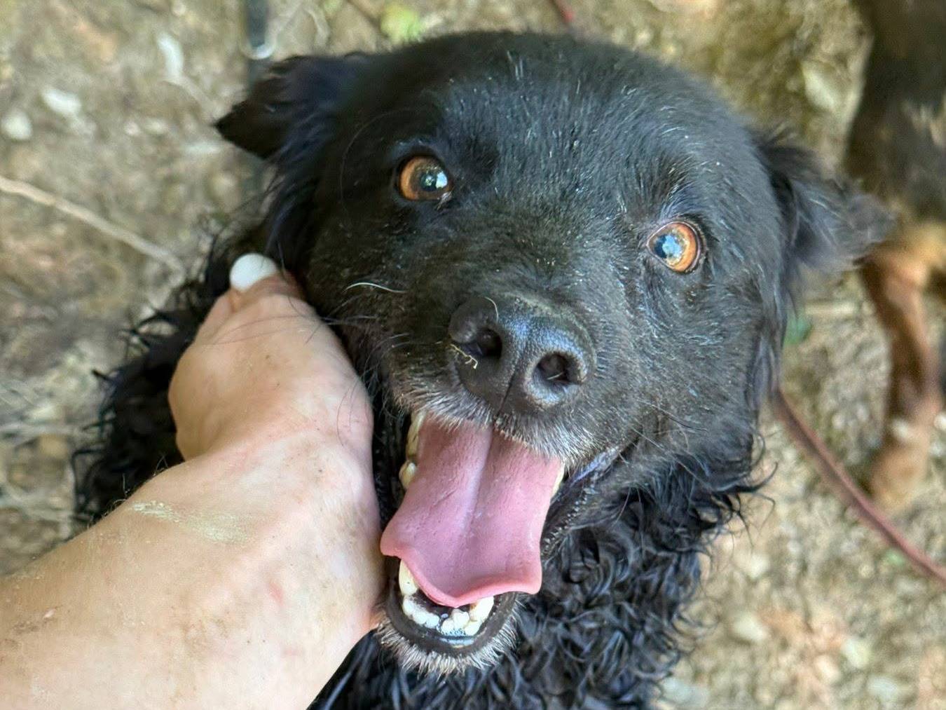 Vuoi adottare un cane a Firenze?