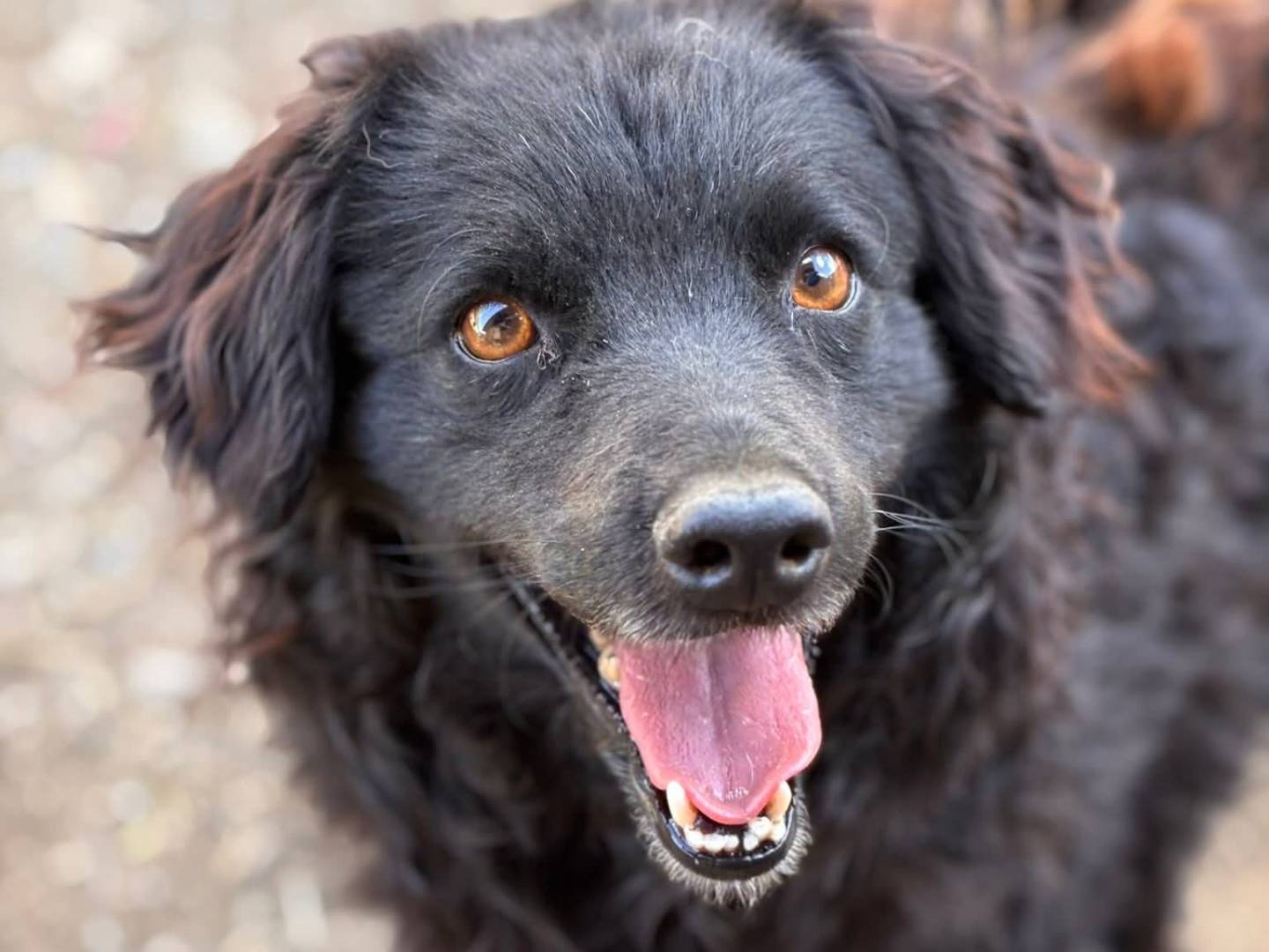 Adozione cane, maschio, Razza sconosciuta Razza sconosciuta, 2 anni e 11 mesi, taglia media contenuta, Firenze