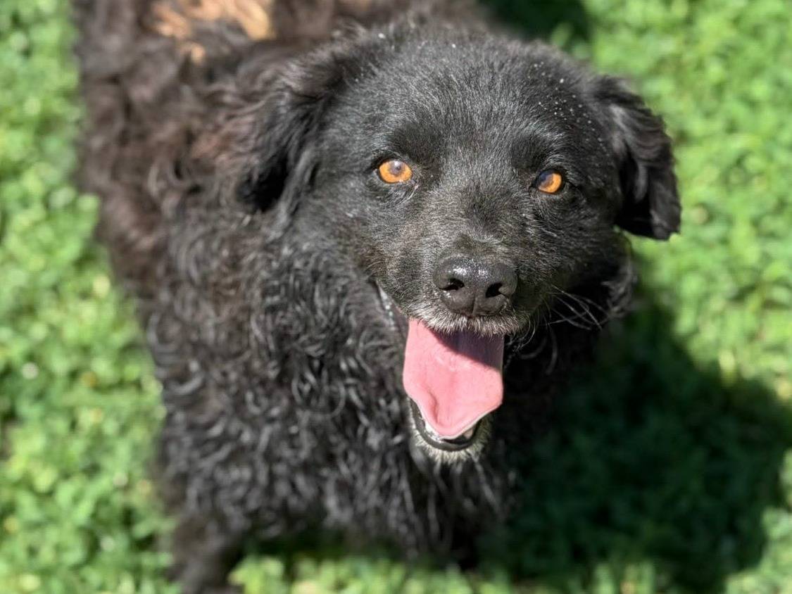 Adotta il cane TOGO a Firenze