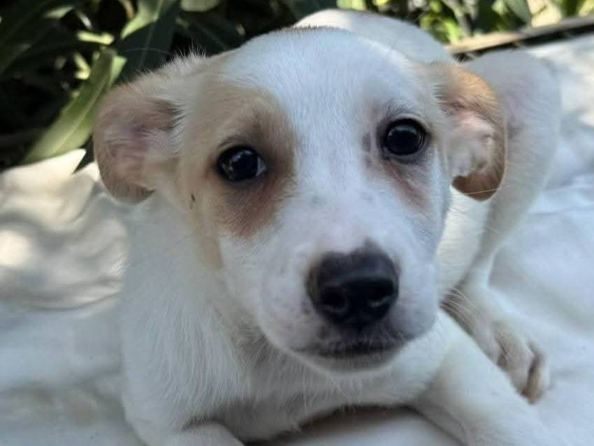 Adozione cane, maschio, Razza sconosciuta Razza sconosciuta, 3 mesi, taglia media contenuta, Cosenza