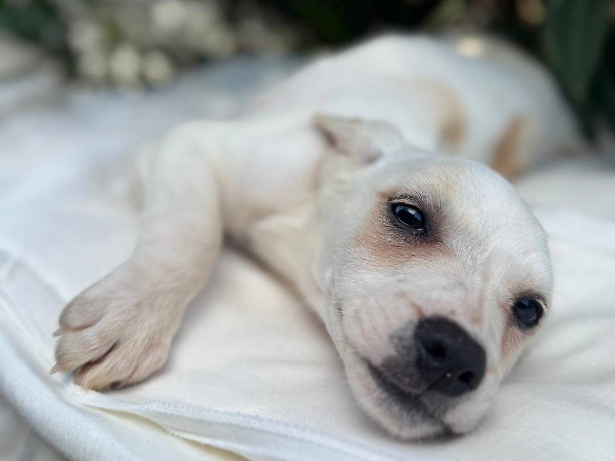 Adotta un cane, maschio, 3 mesi, Cosenza