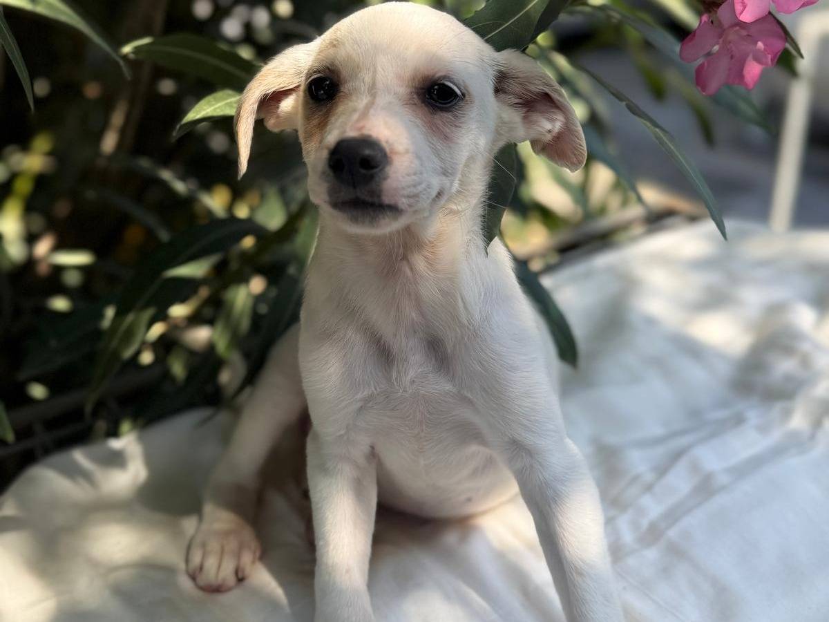Vuoi adottare un cane a Cosenza?