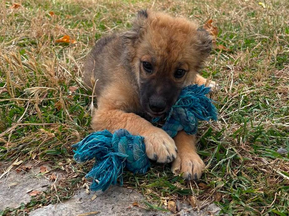 Vuoi adottare un cane a Siracusa?