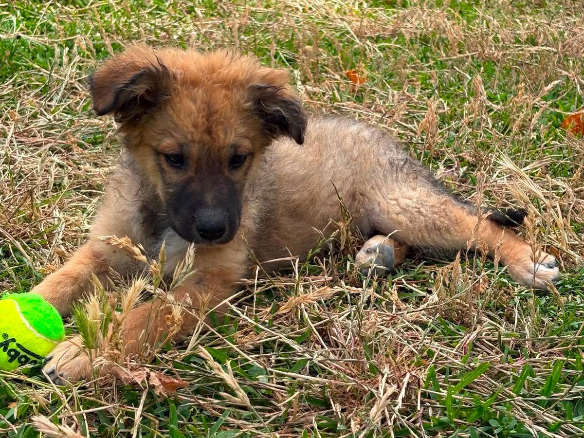Adotta il cane MUFFIN a Siracusa