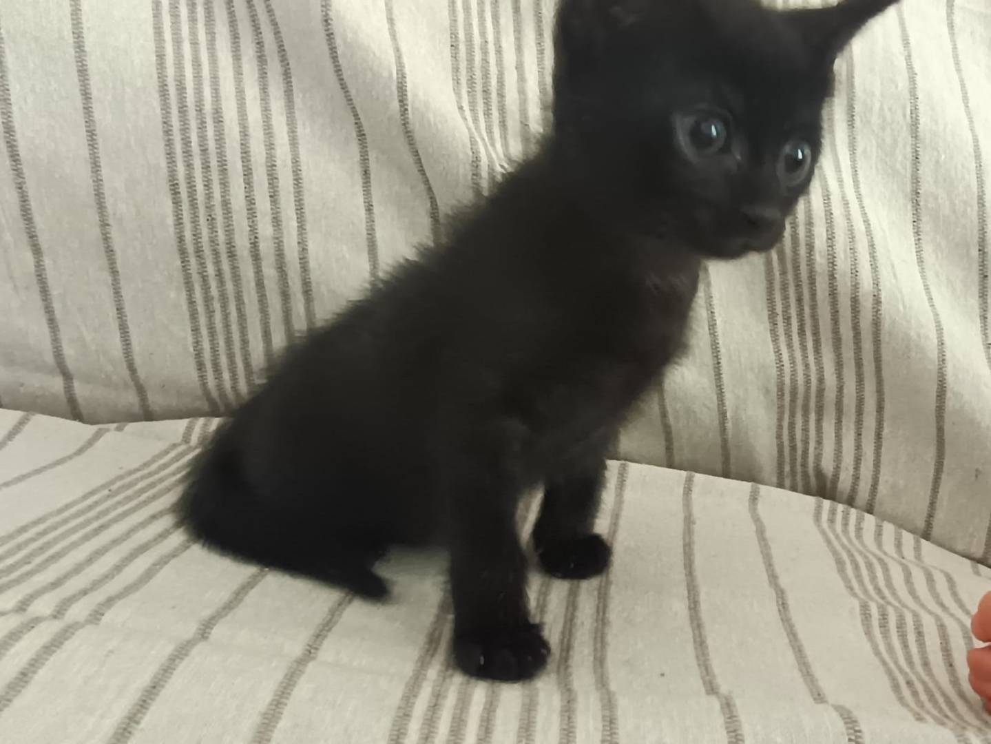 Adozione gatto, maschio, Razza sconosciuta Razza sconosciuta, 3 mesi, taglia non valida, Firenze