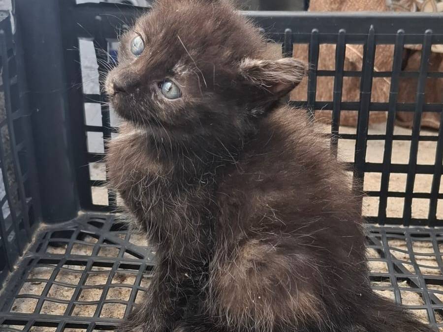 Vuoi adottare un gatto a Catanzaro?