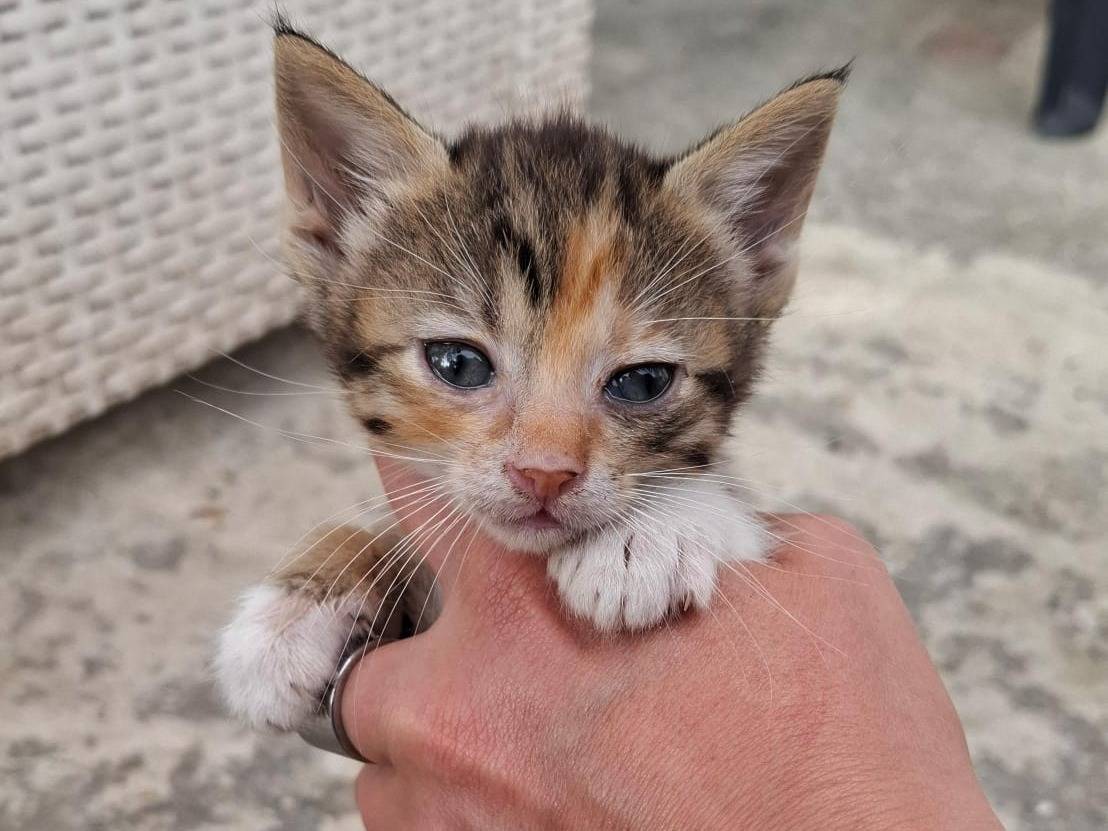 Adozione gatto, femmina, Razza sconosciuta Razza sconosciuta, 2 mesi, taglia non valida, Catanzaro