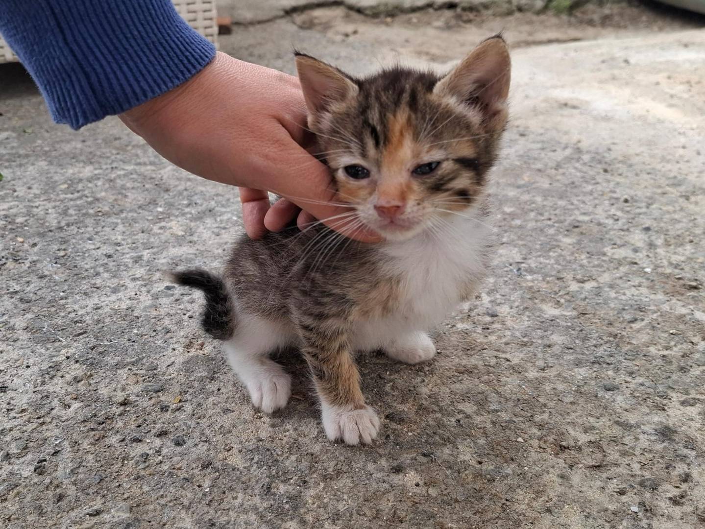 Adotta un gatto, femmina, 2 mesi, Catanzaro