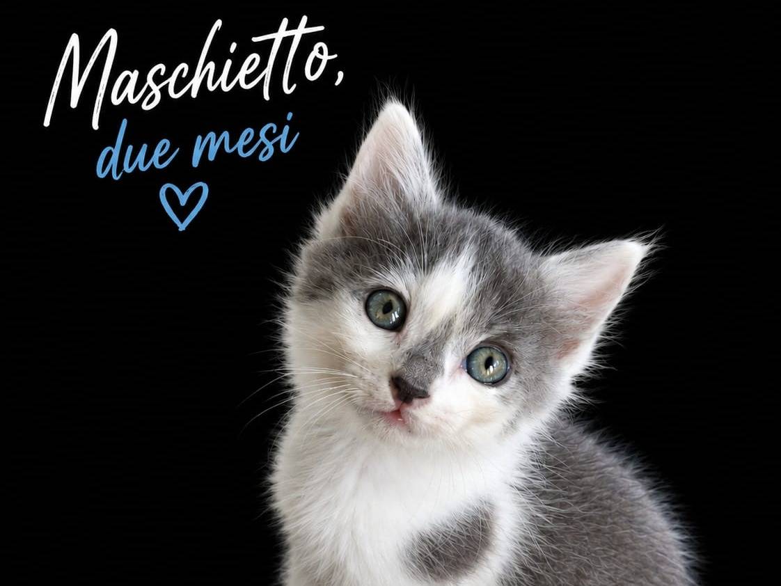 Adozione gatto, maschio, Razza sconosciuta Razza sconosciuta, 3 mesi, taglia non valida, Teramo